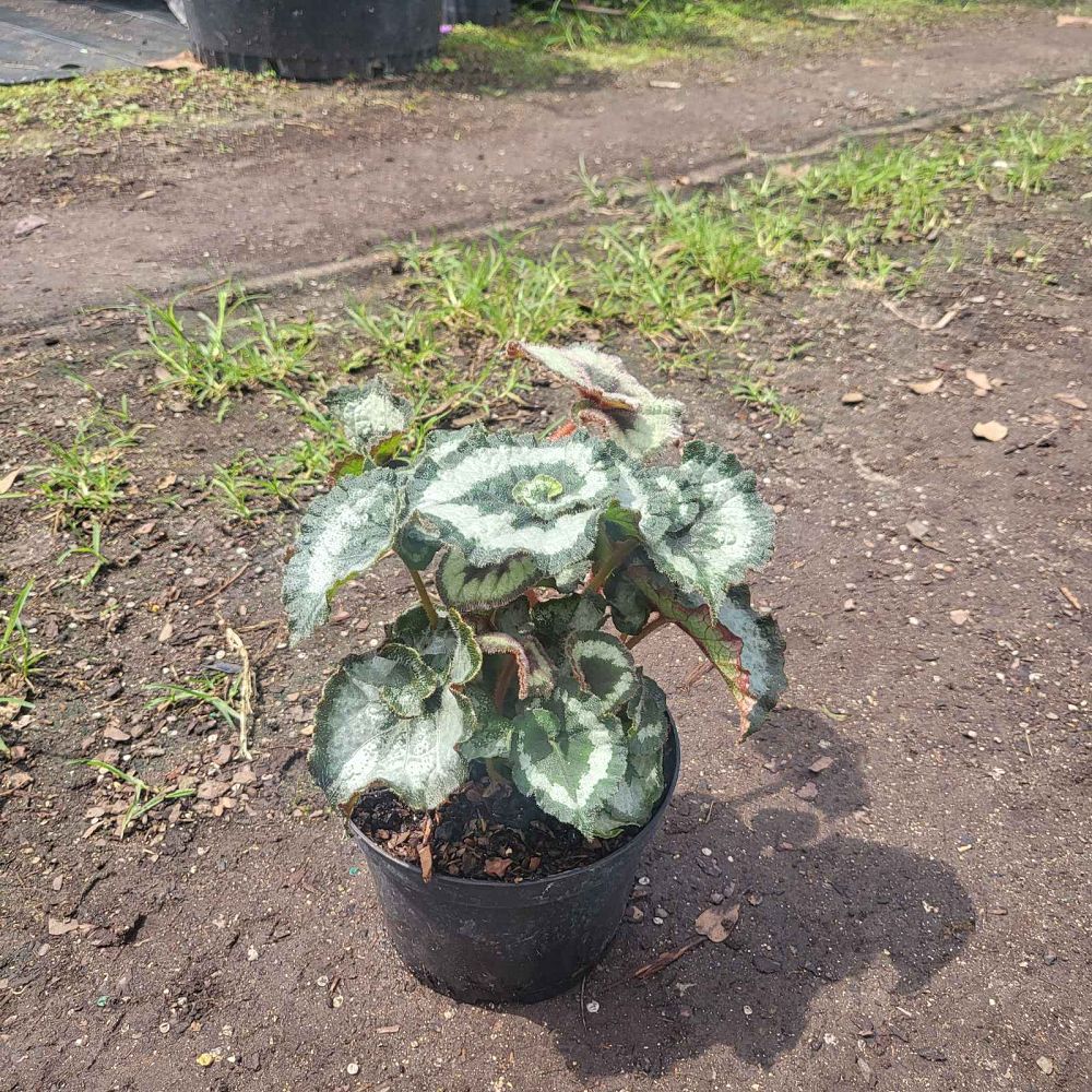 begonia-escargot-rex-begonia