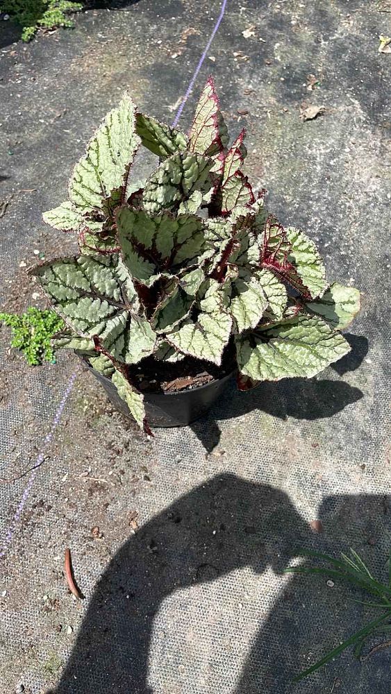 begonia-escargot-rex-begonia