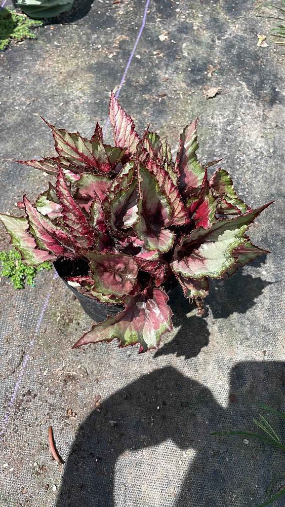 begonia-escargot-rex-begonia