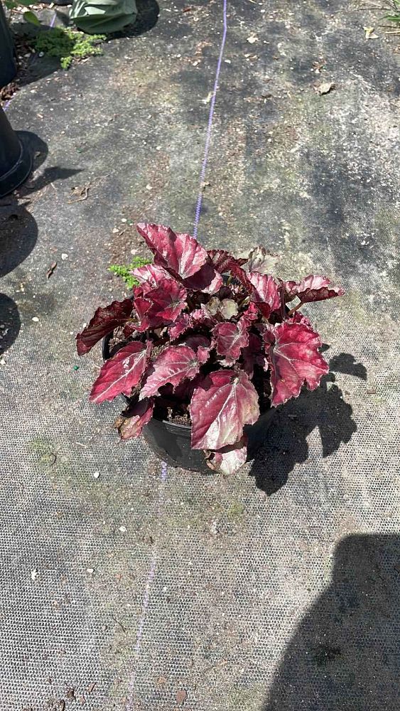 begonia-escargot-rex-begonia