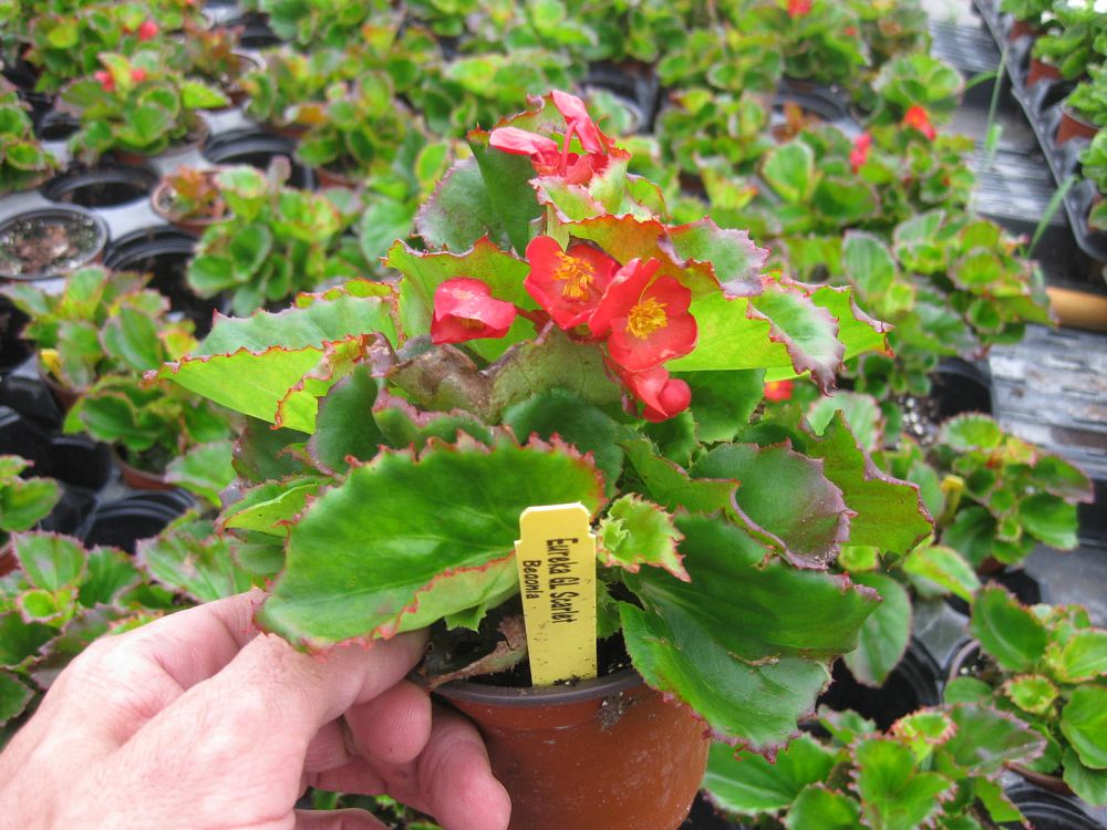 begonia-eureka-green-leaf-scarlet