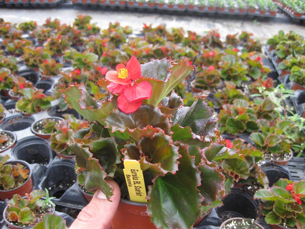 begonia-eureka-series