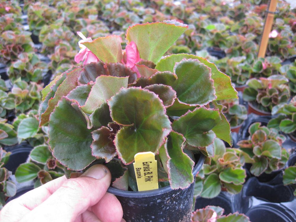 begonia-eureka-series