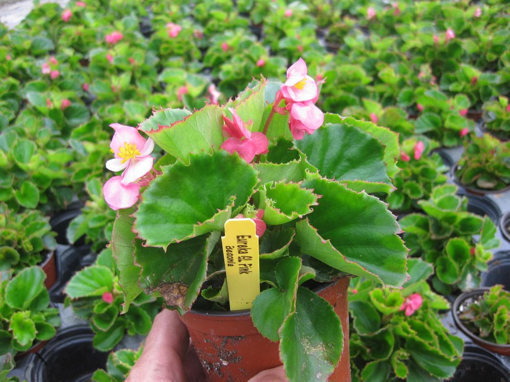 begonia-eureka-series