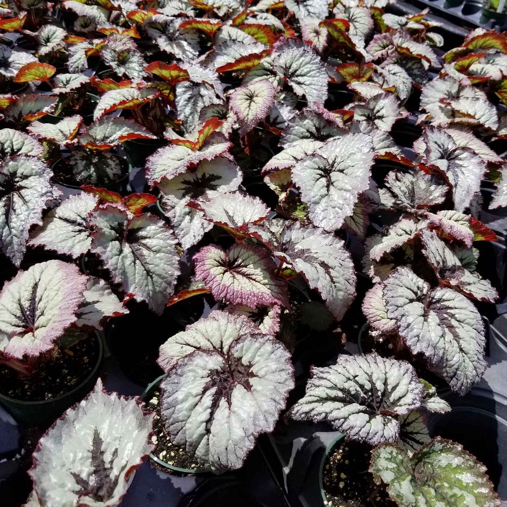 begonia-harmony-s-fire-woman-rex-begonia