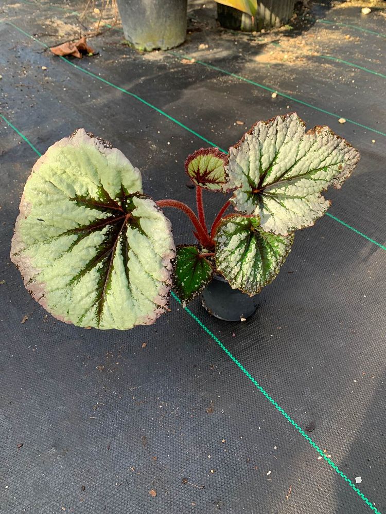 begonia-harmony-s-fire-woman-rex-begonia