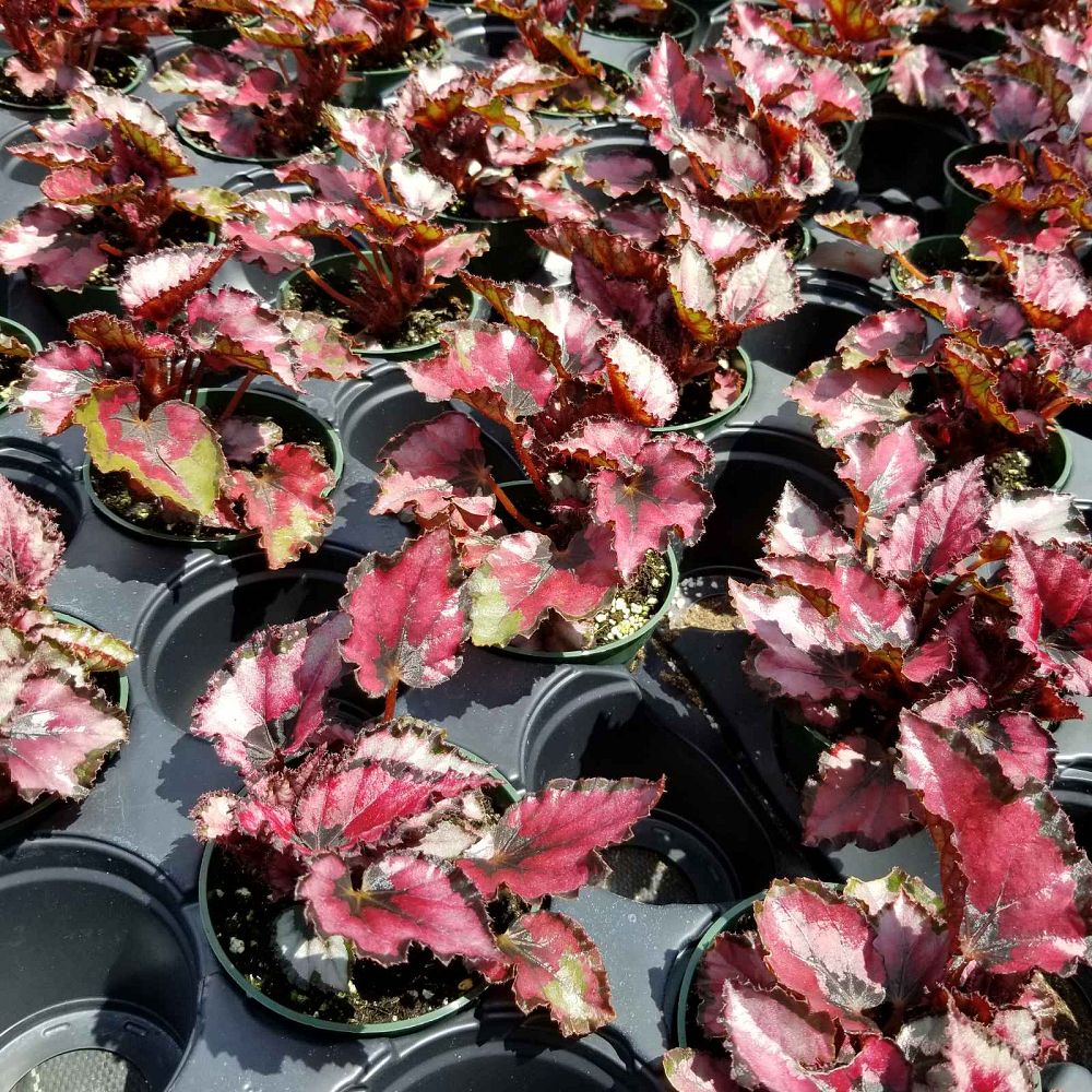 begonia-harmony-s-red-robin-painted-begonia-painted-leaf-begonia-rex-begonia-king-begonia