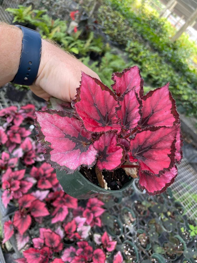 begonia-harmony-s-red-robin-painted-begonia-painted-leaf-begonia-rex-begonia-king-begonia