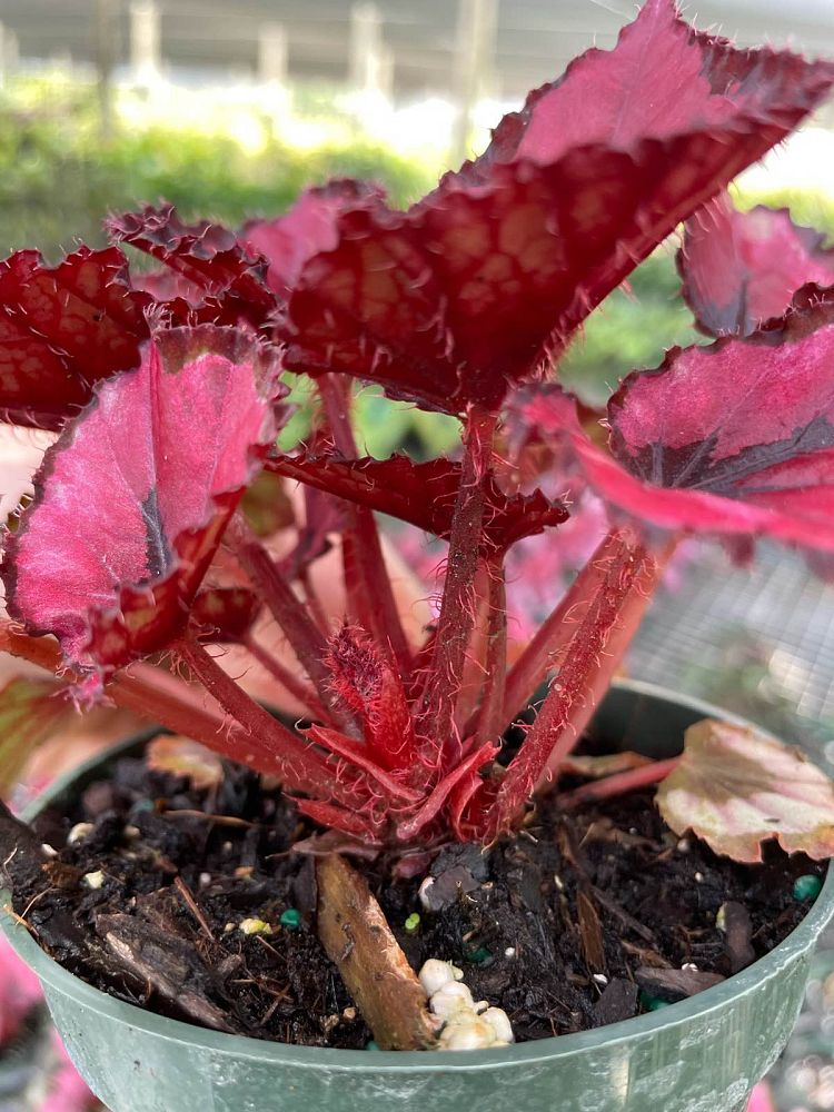 begonia-harmony-s-red-robin-painted-begonia-painted-leaf-begonia-rex-begonia-king-begonia