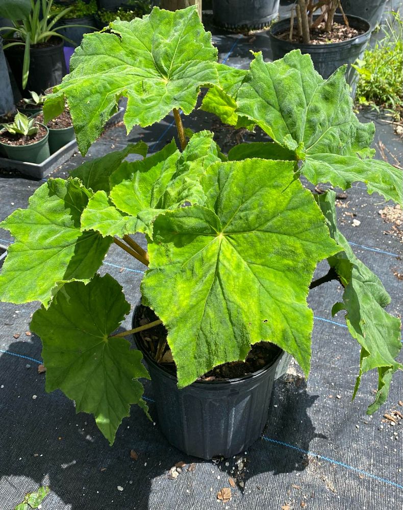 begonia-heracleifolia-star-begonia