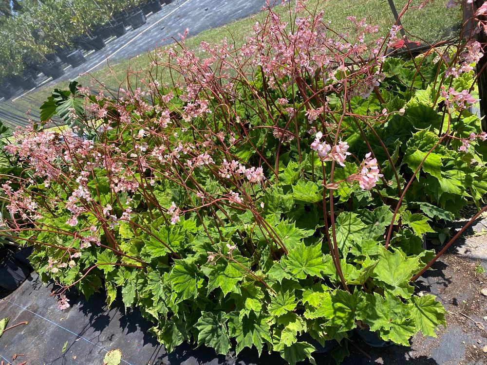 begonia-heracleifolia-star-begonia