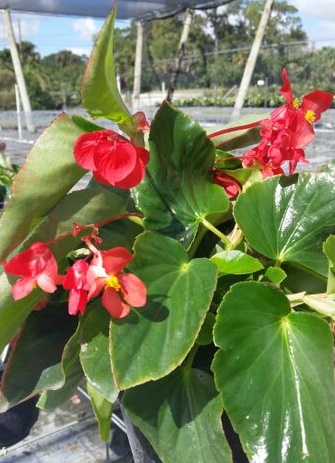 begonia-hybrida-dragon-wing-dragon-wing-begonia