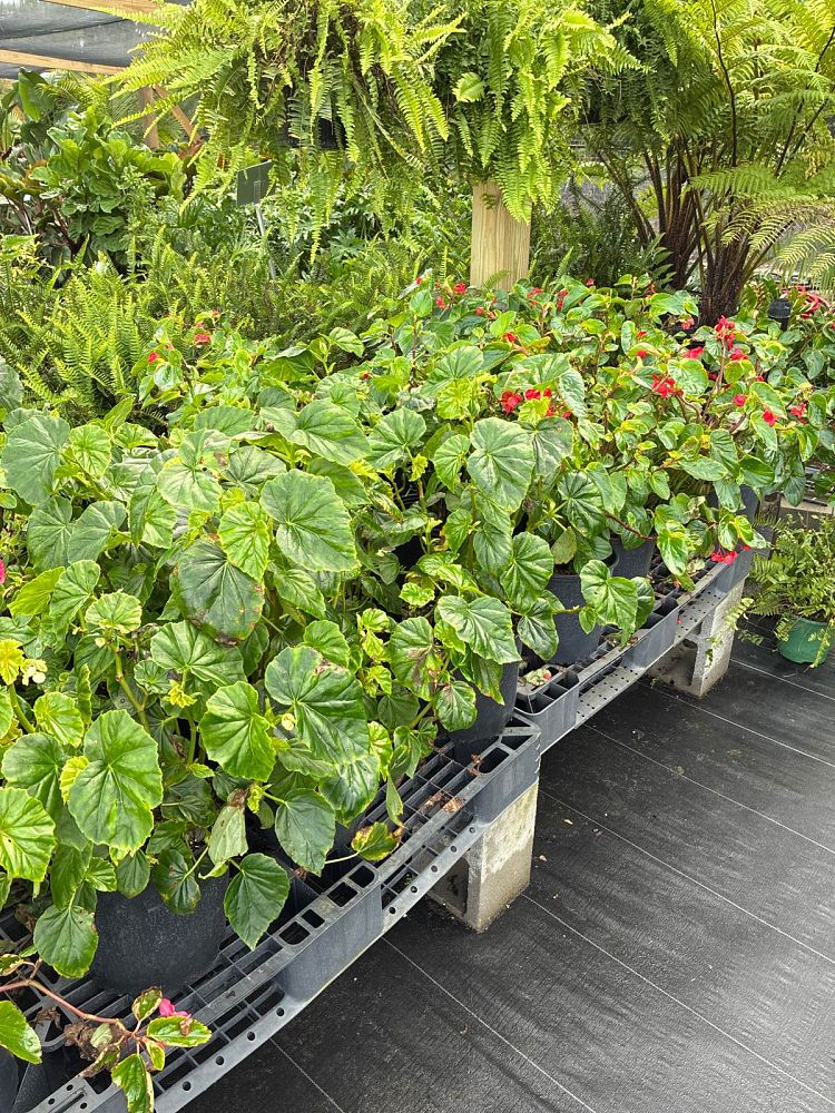 begonia-hybrida-dragon-wing-dragon-wing-begonia