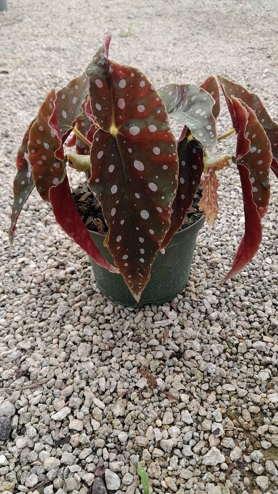begonia-jurassic-polka-dot-rex-begonia