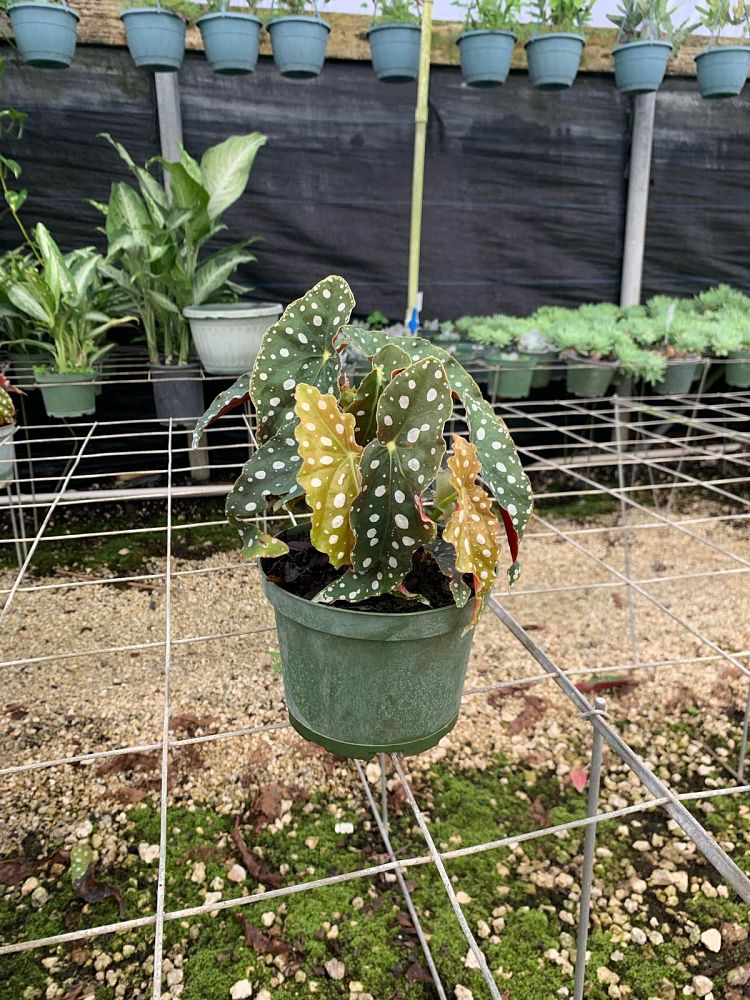 begonia-jurassic-polka-dot-rex-begonia