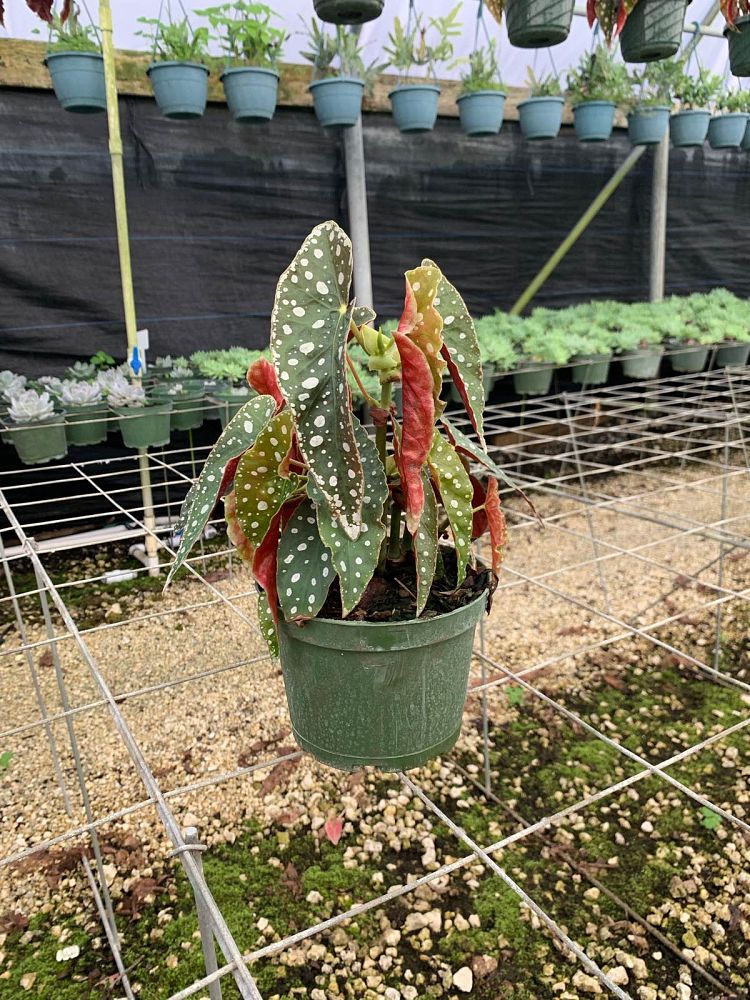 begonia-jurassic-polka-dot-rex-begonia