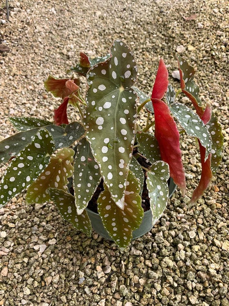 begonia-jurassic-polka-dot-rex-begonia