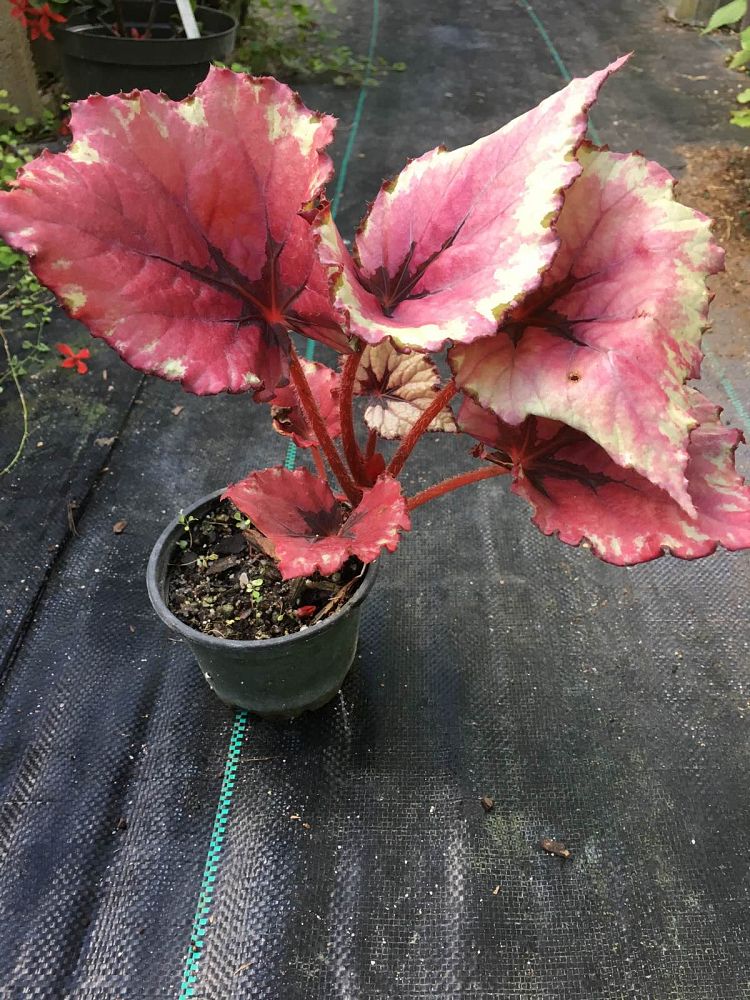 begonia-kotobuki-rex-begonia