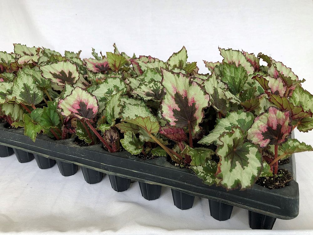 begonia-kotobuki-rex-begonia