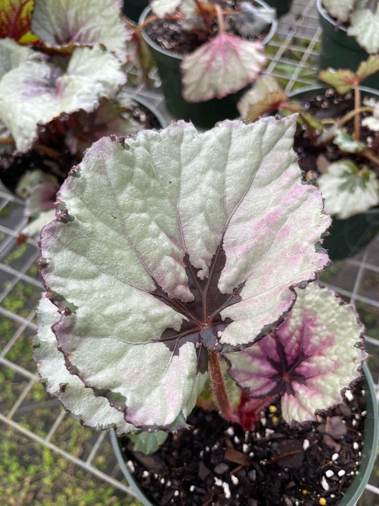 begonia-kotobuki-rex-begonia