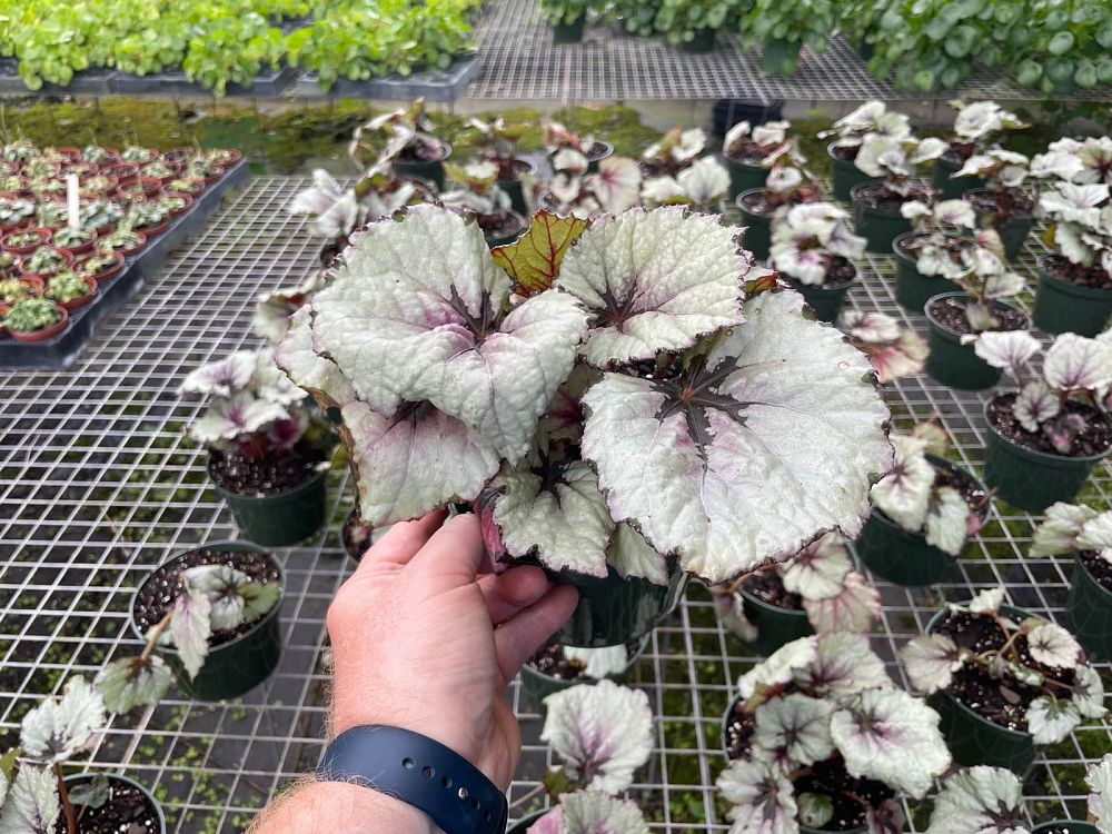 begonia-kotobuki-rex-begonia