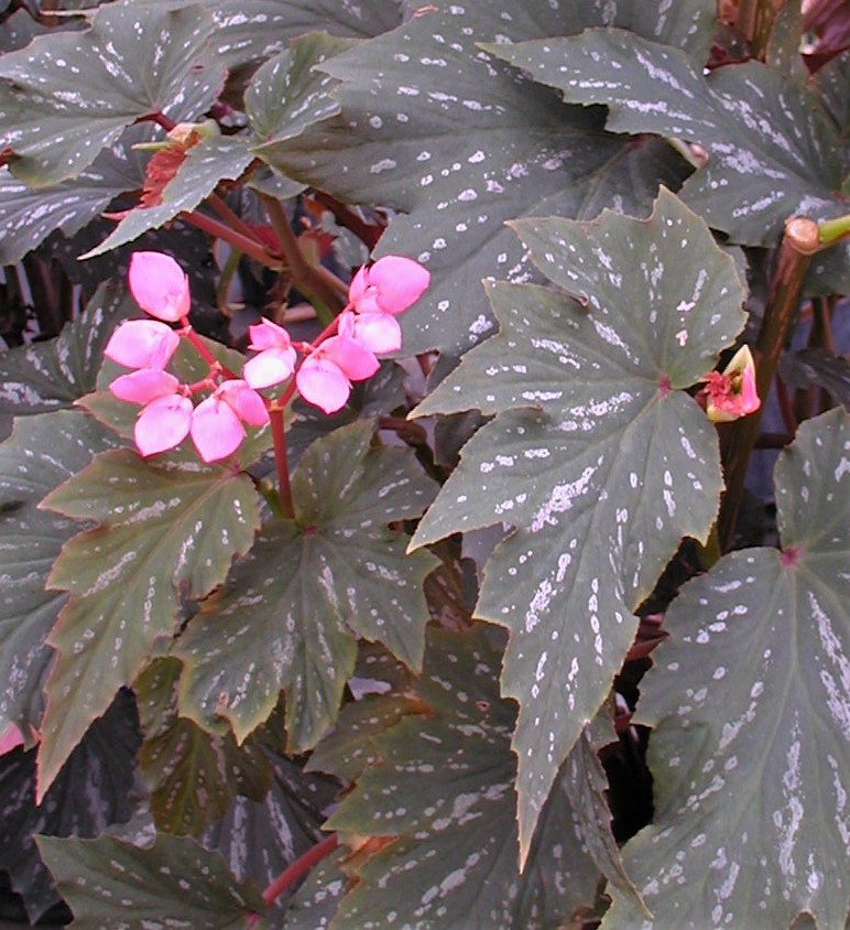 begonia-lana