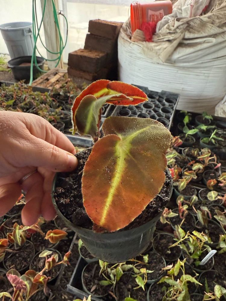 begonia-listada