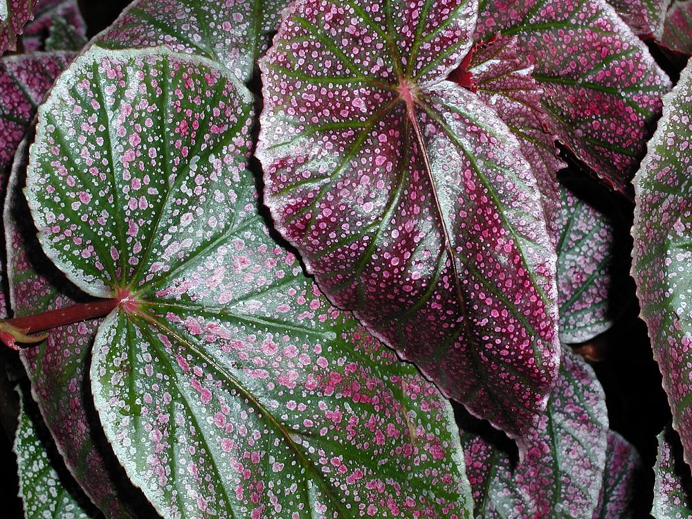 begonia-little-miss-mummey