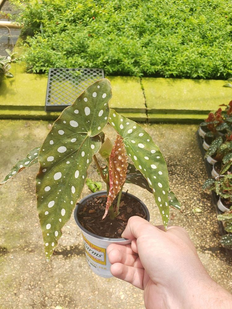begonia-maculata-wightii-polka-dot-begonia