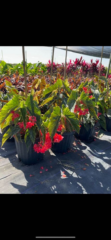 begonia-maculata-wightii-polka-dot-begonia