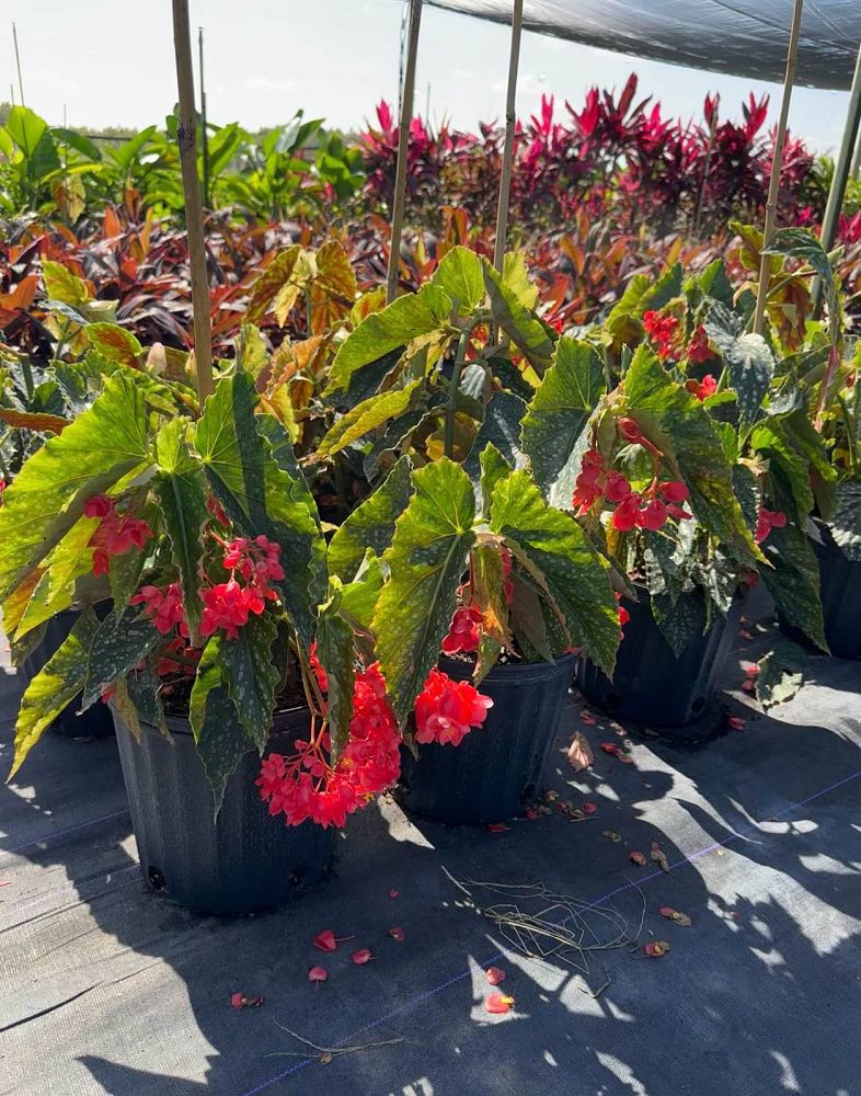 begonia-maculata-wightii-polka-dot-begonia