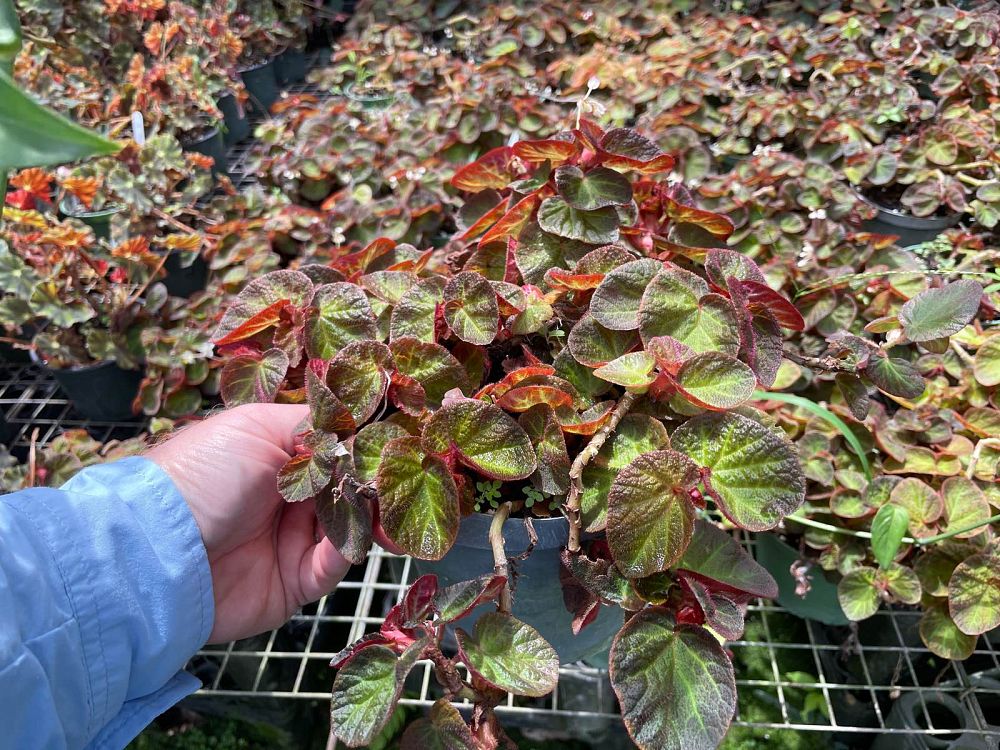 begonia-manaus-u002