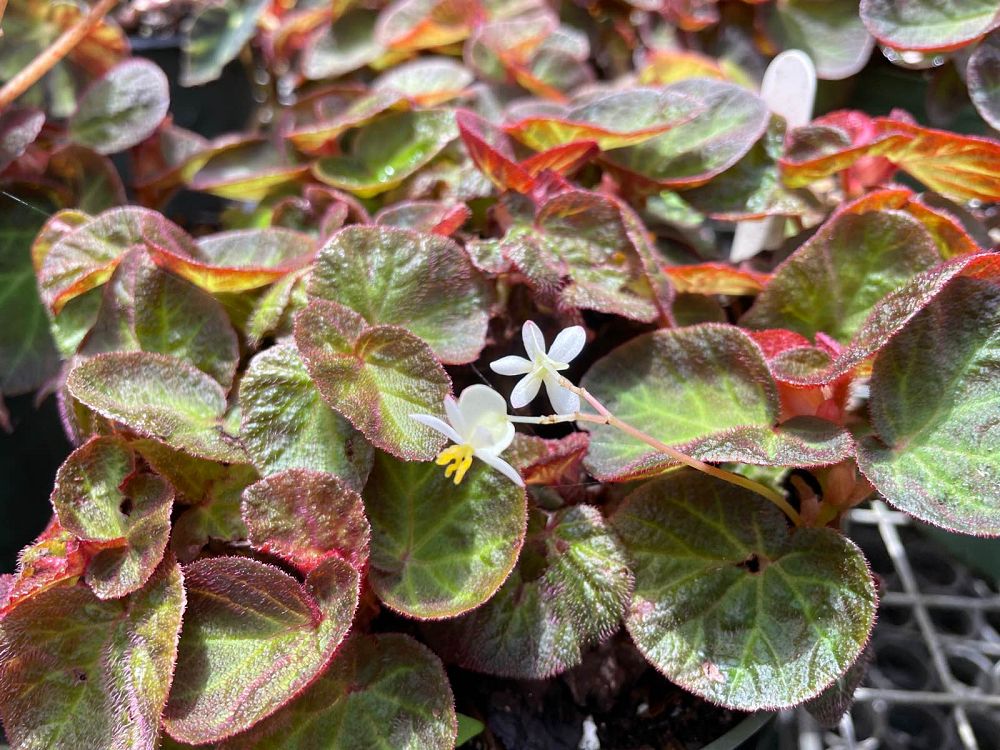 begonia-manaus-u002