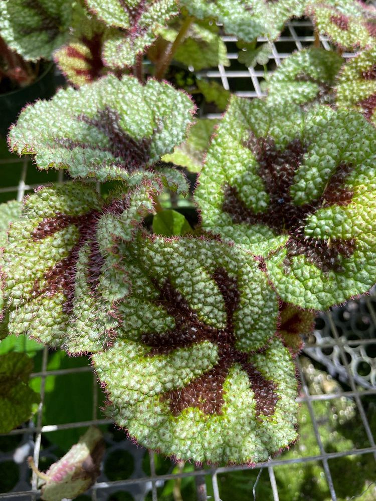 begonia-masoniana-iron-cross-begonia