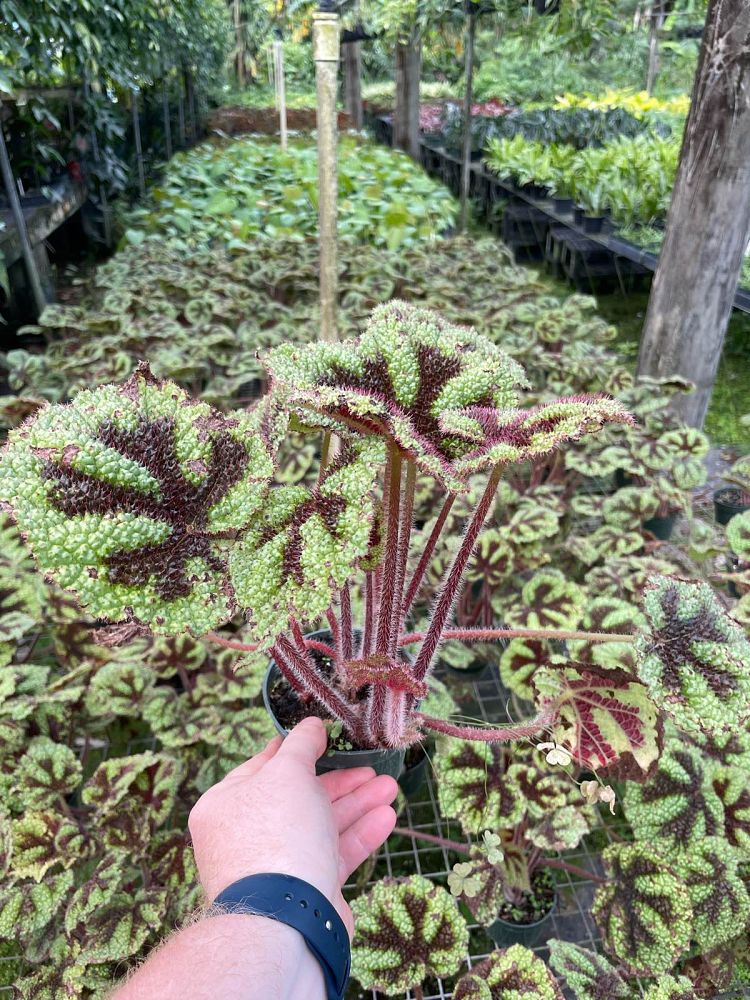 begonia-masoniana-iron-cross-begonia