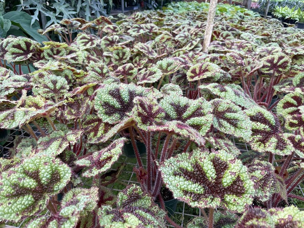 begonia-masoniana-iron-cross-begonia