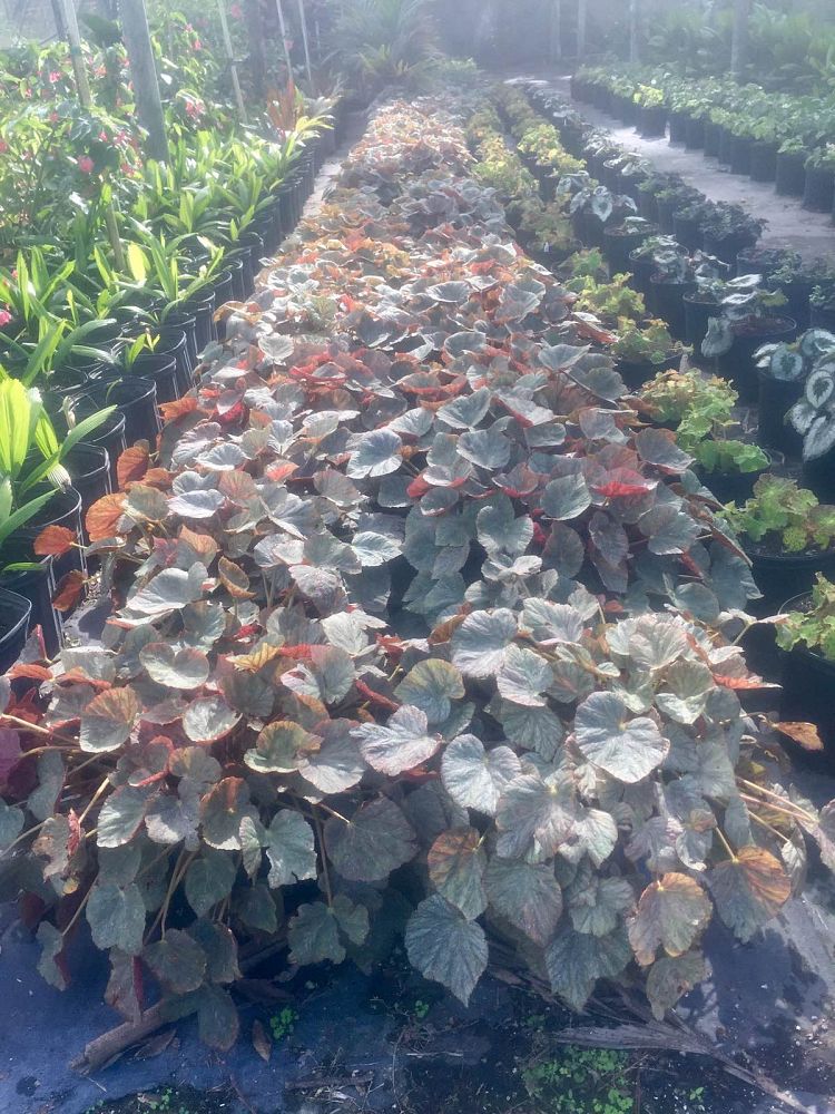 begonia-mirage