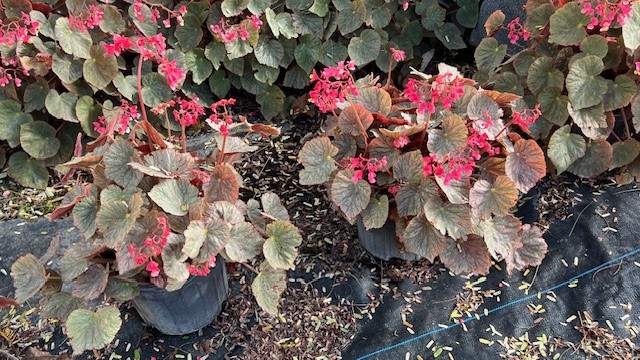 begonia-mirage