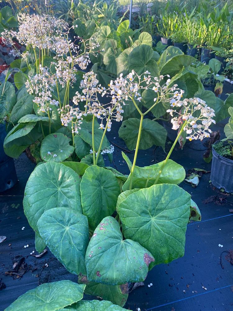 begonia-nelumbiifolia-lily-pad-begonia