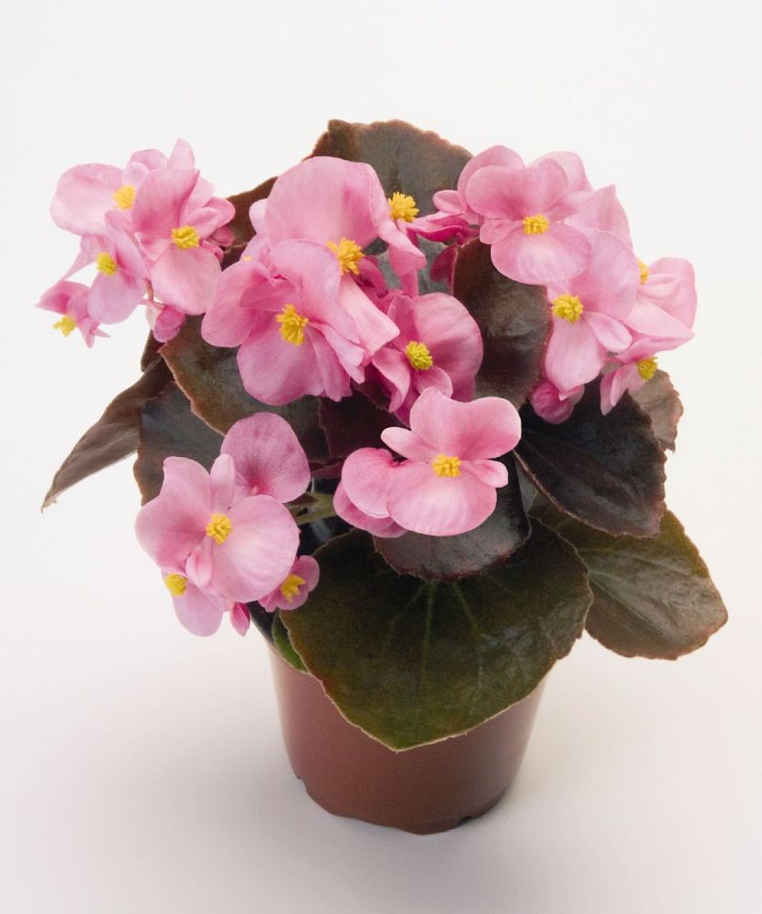 begonia-nightlife-pink