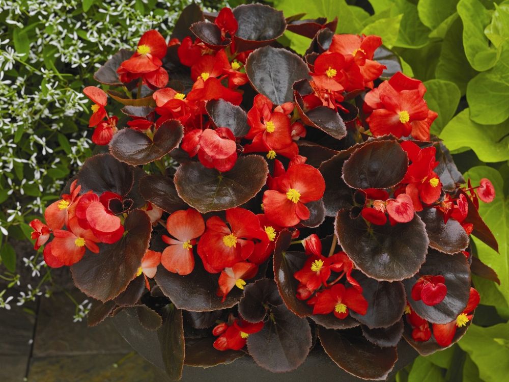 begonia-nightlife-red