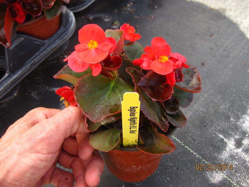 begonia-nightlife-red