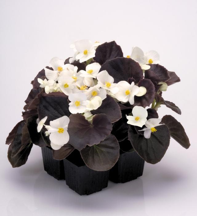 begonia-nightlife-white