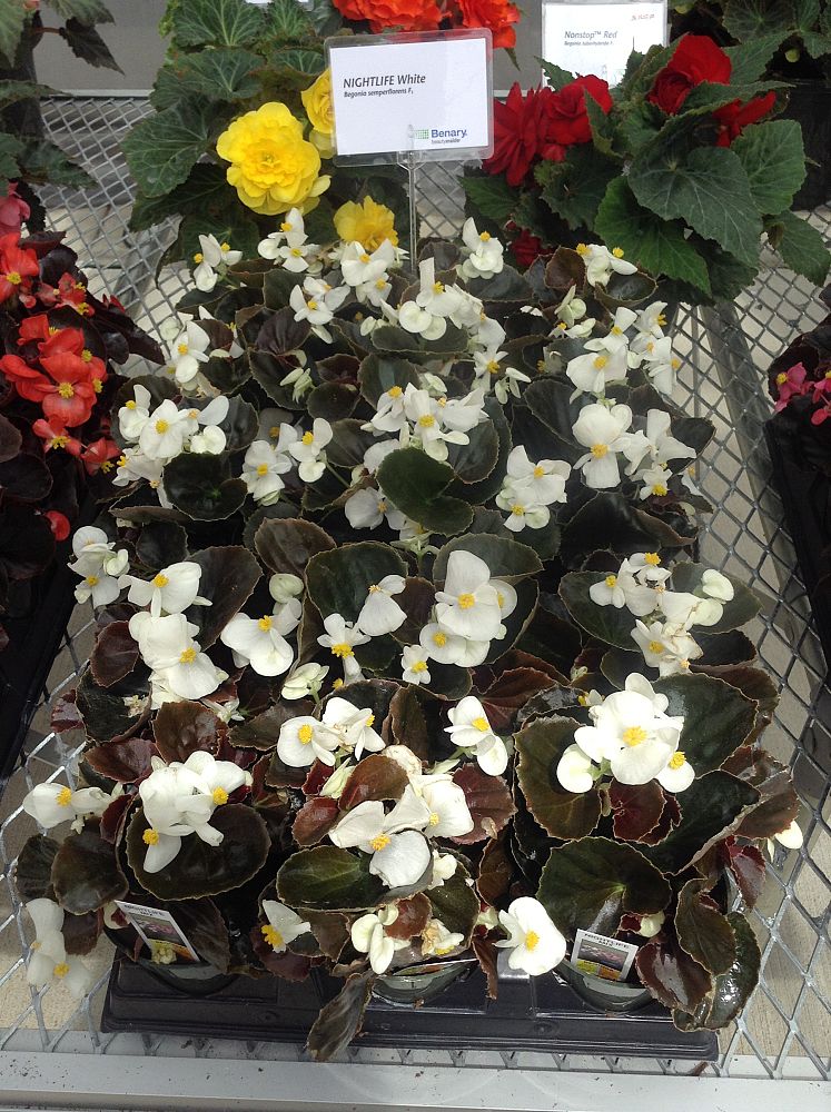 begonia-nightlife-white