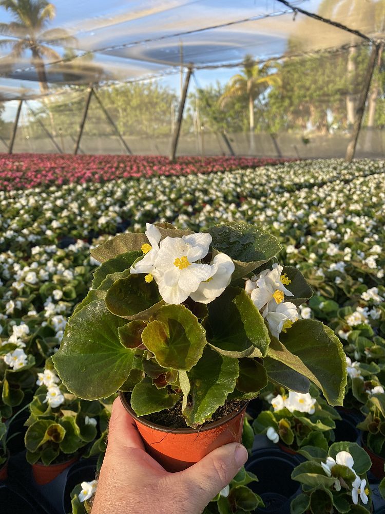 begonia-nightlife-white