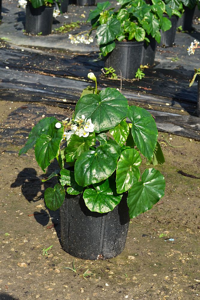 begonia-odorata-alba-white-begonia