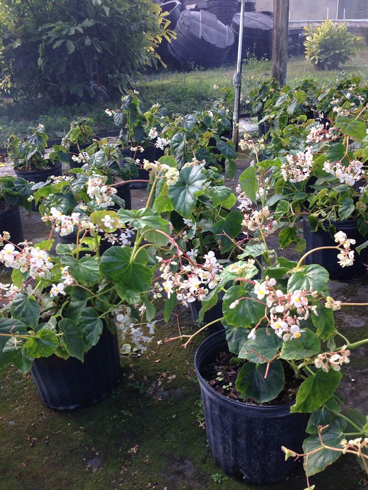 begonia-odorata-alba-white-begonia