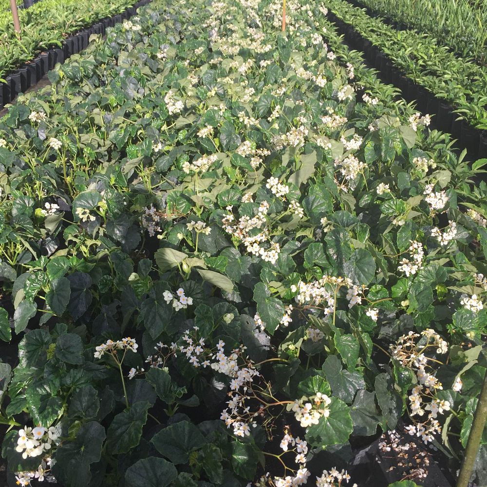 begonia-odorata-alba-white-begonia
