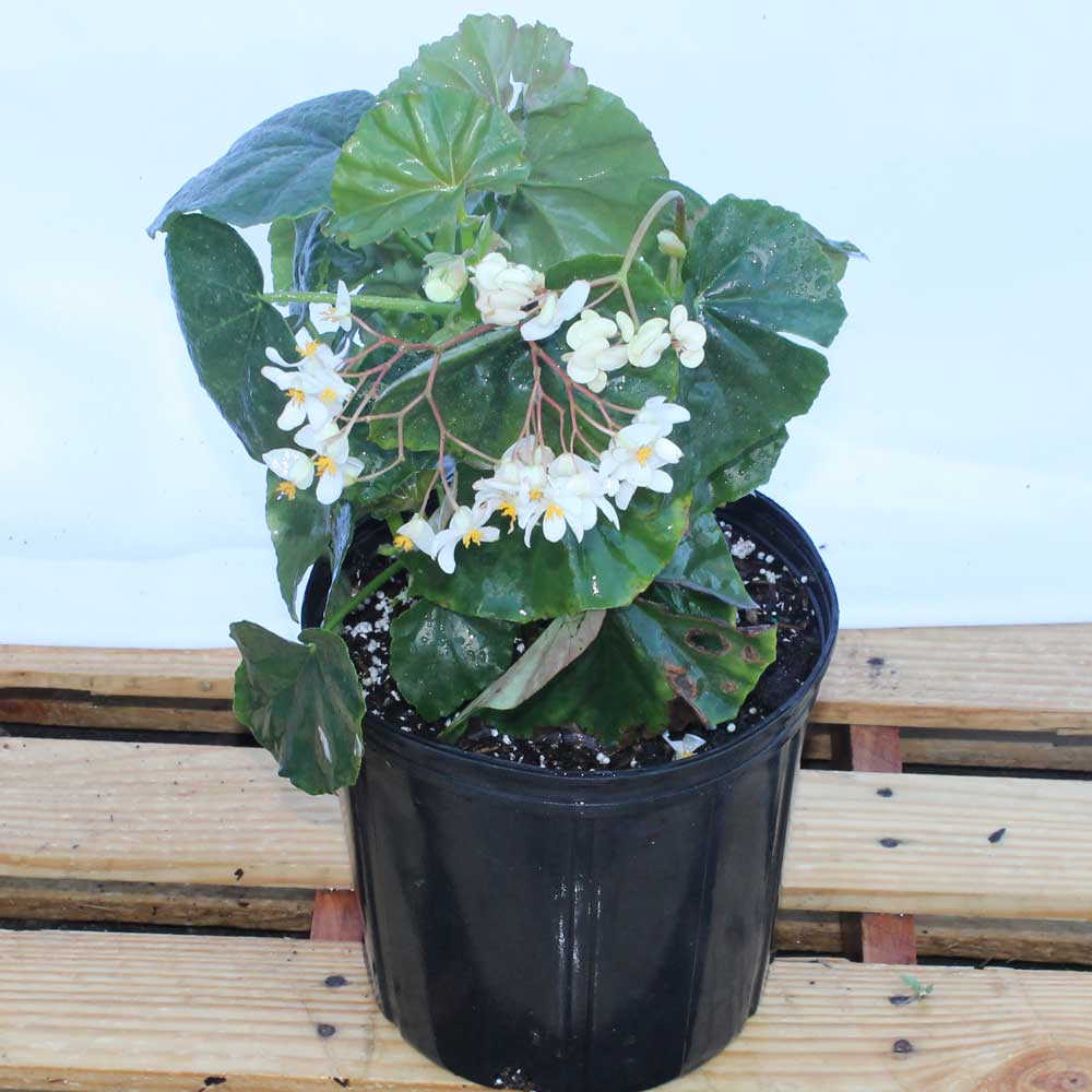 begonia-odorata-alba-white-begonia