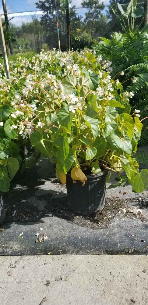 begonia-odorata-alba-white-begonia